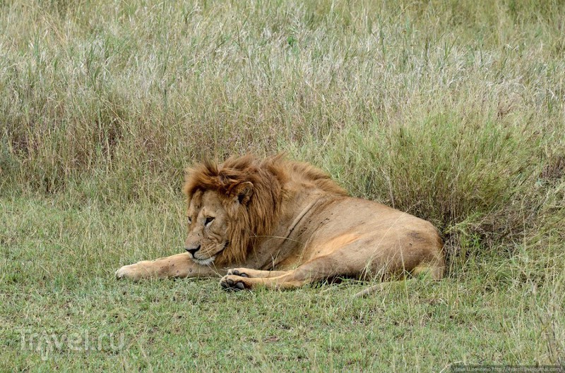 Львиные прайды в Серенгети / Фото из Танзании
