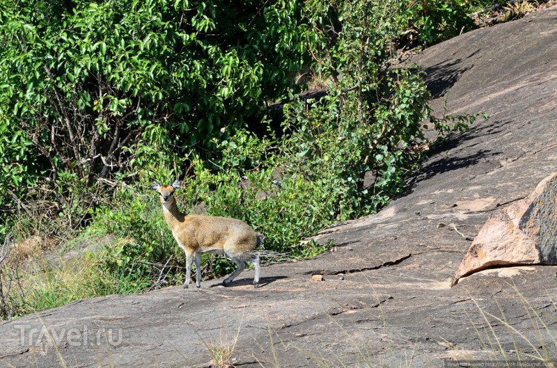 Львиные прайды в Серенгети / Фото из Танзании