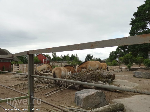 Черепашьи бега в зоопарке Коркеасаари, и не только это / Финляндия