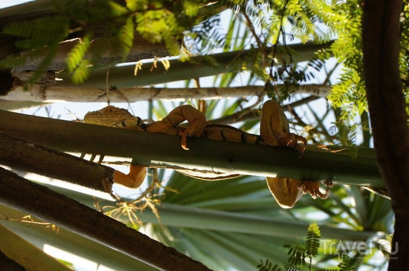 Игуаны, черепашья ферма, мангровые леса и серфинг. Монтеррико, Гватемала / Фото из Гватемалы