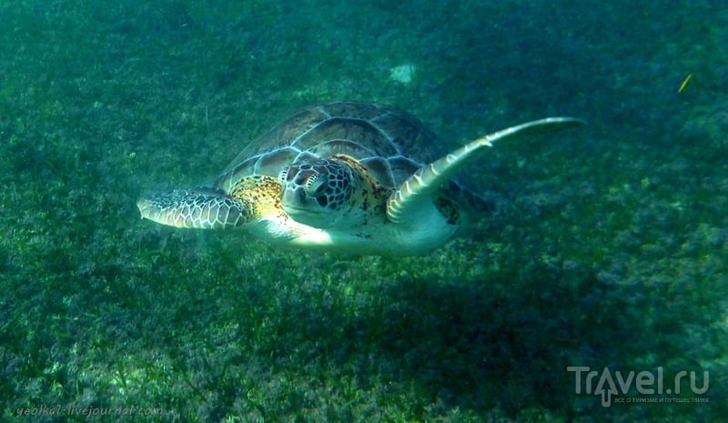 Mundo Maya. Мексика. Гигантские черепахи пляжа Акумаль / Фото из Мексики