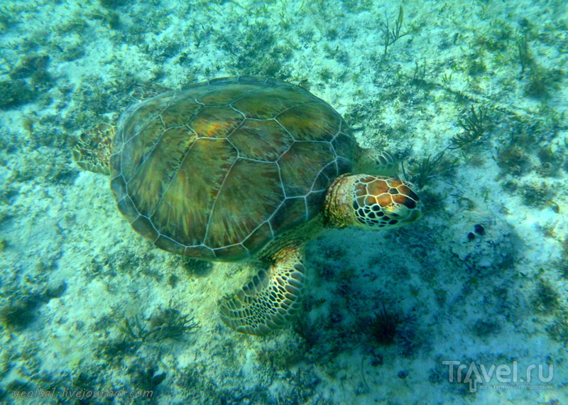 Mundo Maya. Мексика. Гигантские черепахи пляжа Акумаль / Фото из Мексики