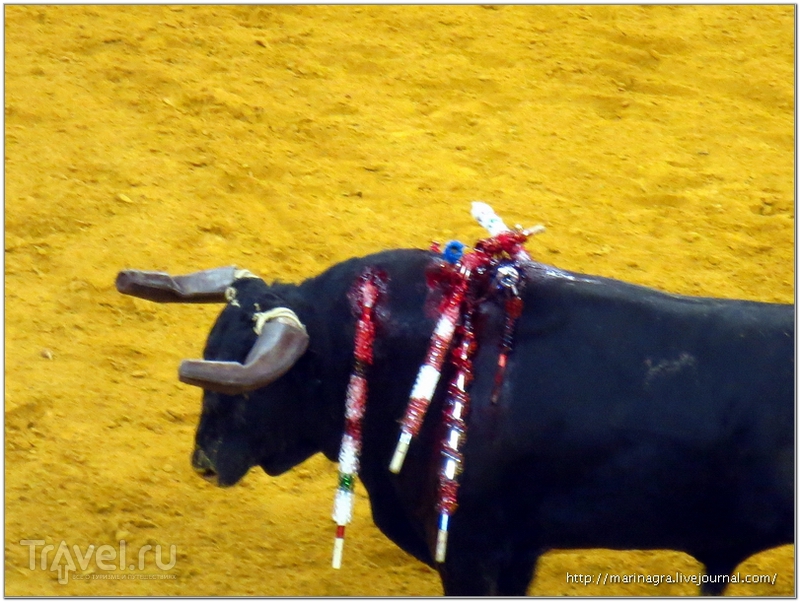 Торада - бой быков по-португальски / Португалия