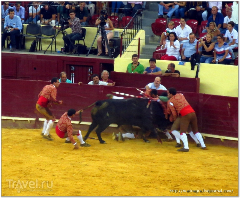 Торада - бой быков по-португальски / Португалия