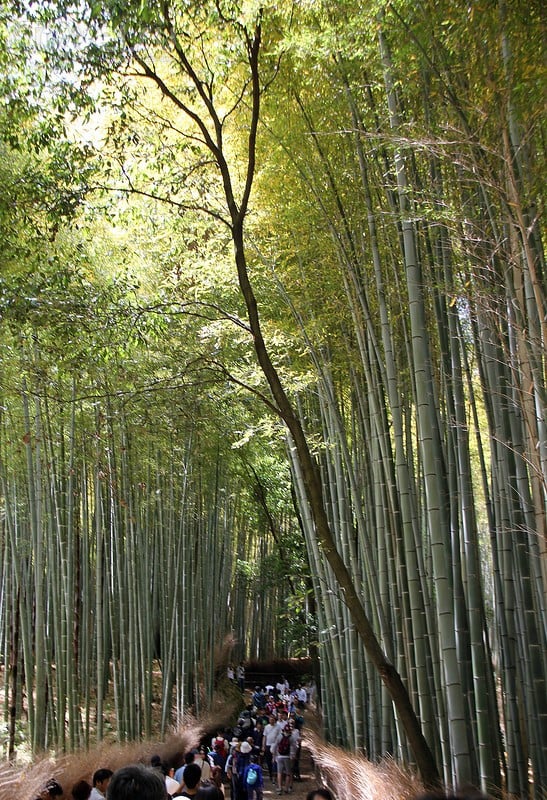 Arashiyama и Fushimi Inari / Япония