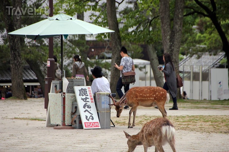 "Золотая неделя" в Японии. Нара (Nara) и Удзи (Uji) / Япония