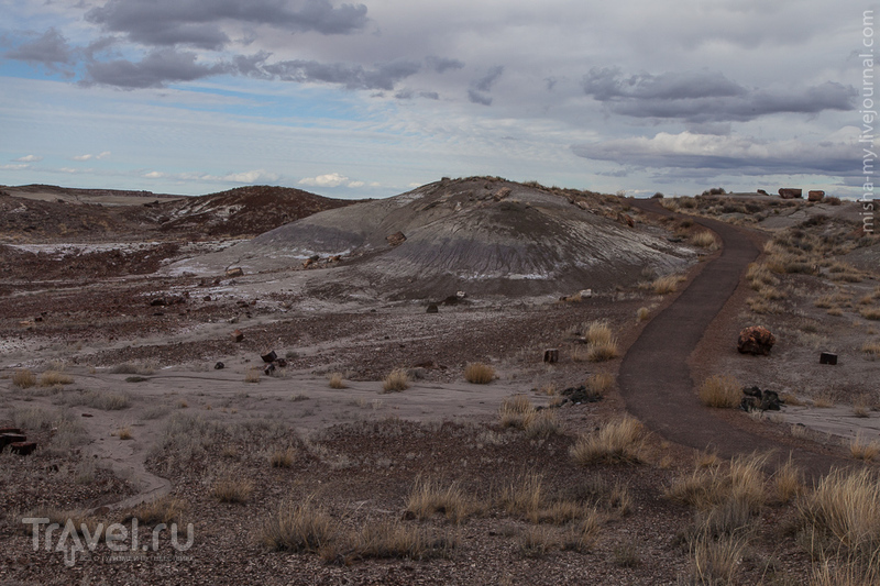 .   Petrified forest /   