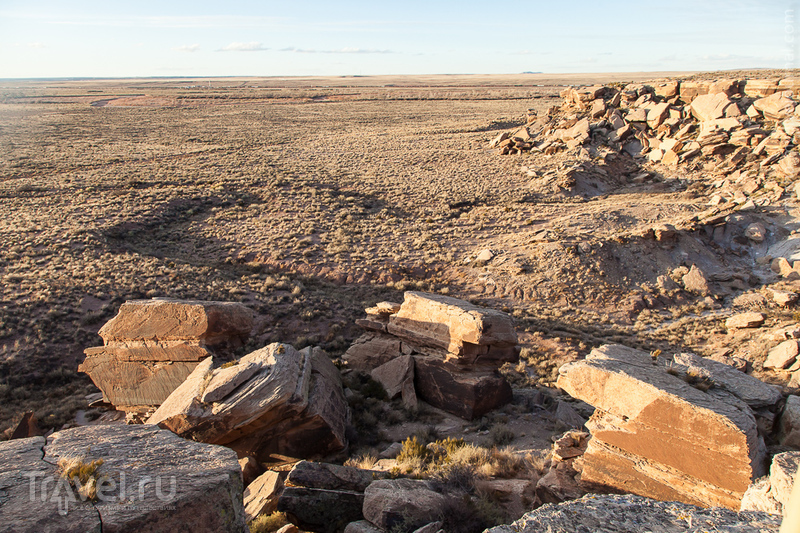 .   Petrified forest /   