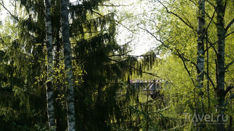 Тропа по верхушкам деревьев в Литве / Литва