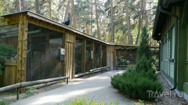 Прогулка по Рижскому Зоопарку / Латвия