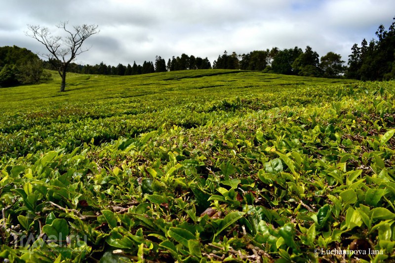 Азоры, о. Сан-Мигел. Чайная плантация Chá Gorreana, смотровая в Sáo Roque и еще кое-что / Фото из Португалии