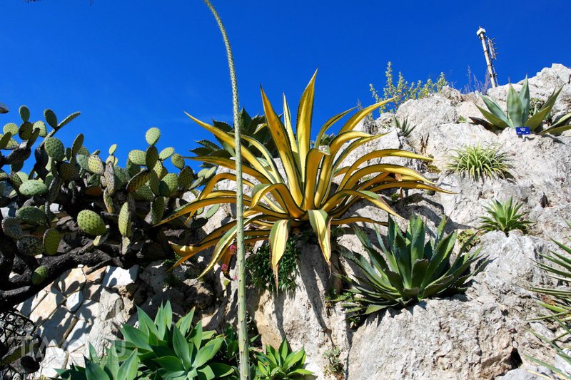 Монако - Ботанический сад экзотических растений / Монако