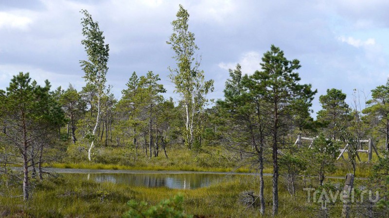 Большое Кемерское болото, Латвия / Фото из Латвии