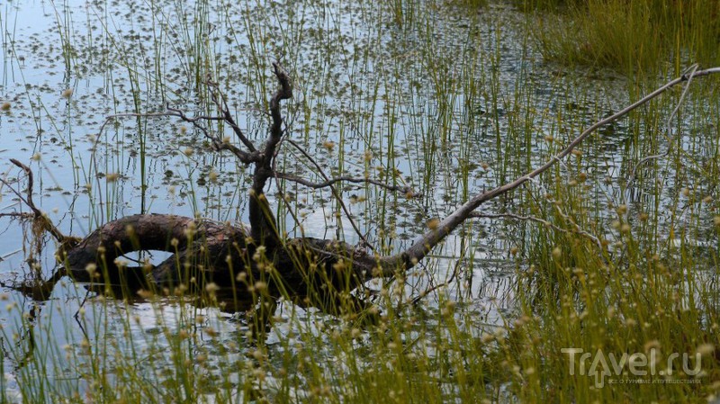 Большое Кемерское болото, Латвия / Фото из Латвии