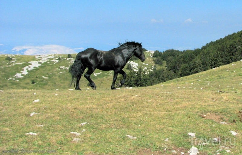 Словения - Хорватия без городов. Лошади в горах Северного Велебита / Фото из Хорватии