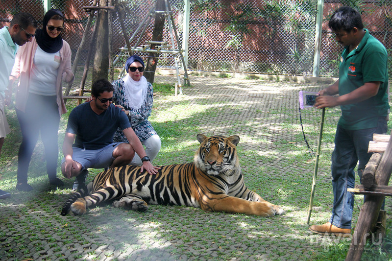 Tiger Kingdom, Пхукет / Фото из Таиланда