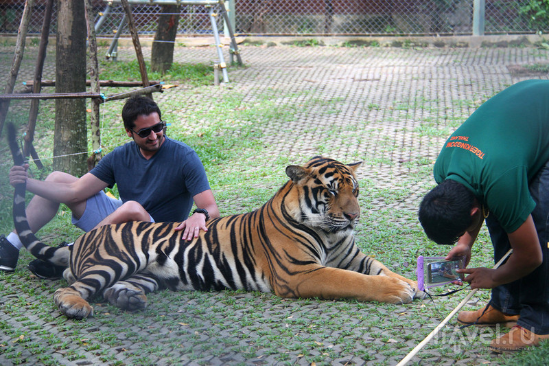 Tiger Kingdom,  /   