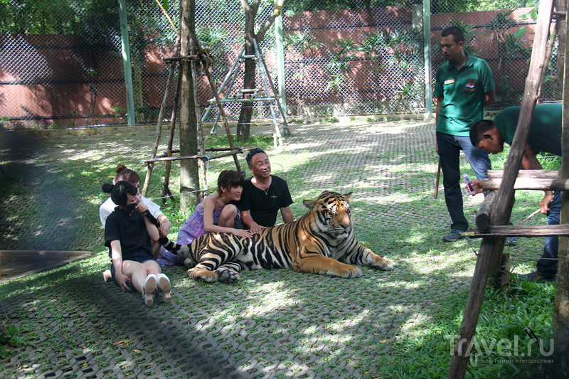 Tiger Kingdom,  /   