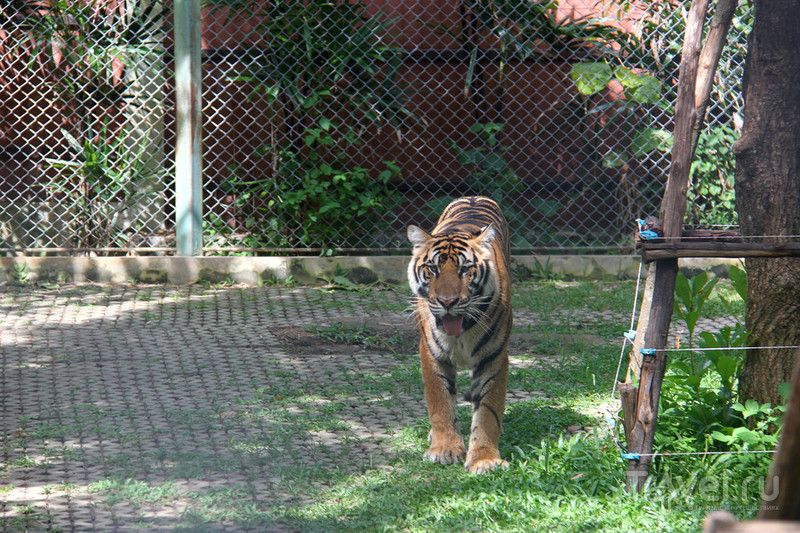 Tiger Kingdom, Пхукет / Фото из Таиланда