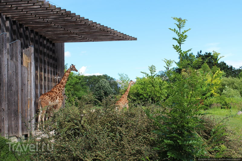 Лионский зоопарк / Фото из Франции