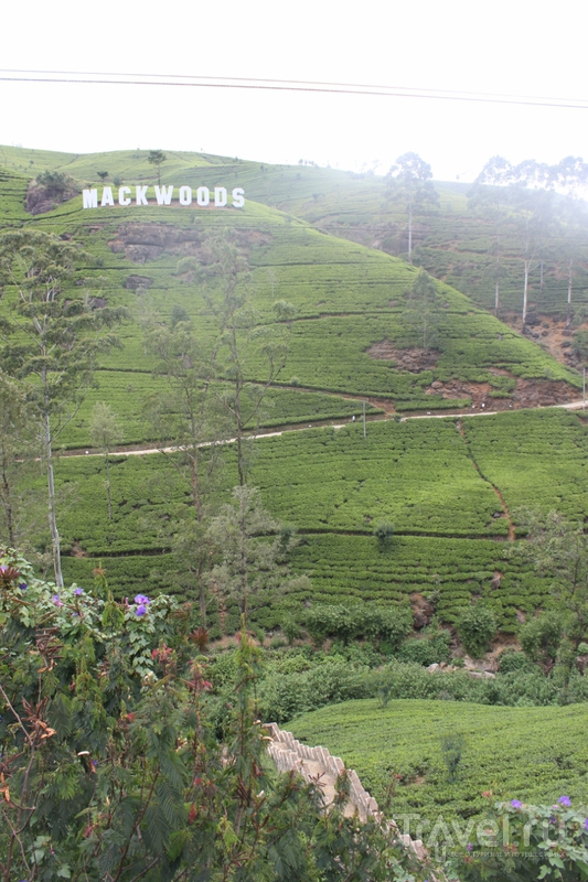 Шри-Ланка: чай, слоны и многое другое / Фото со Шри-Ланки