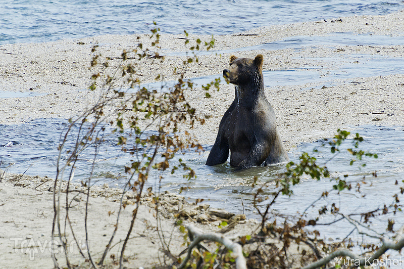 Камчатка. Медведи Курильского озера / Фото из России