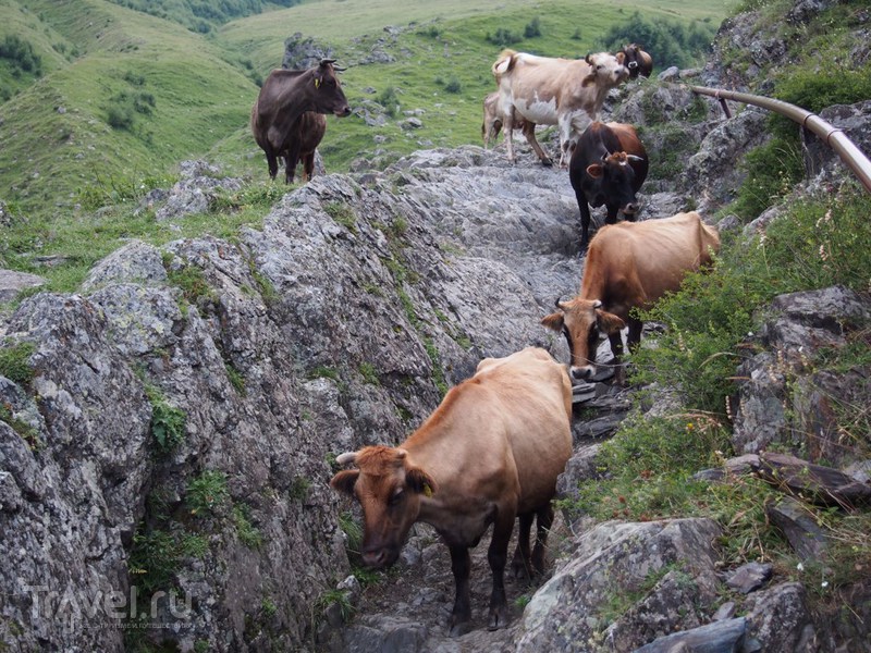 Грузия. Степанцминда и Гергети / Грузия