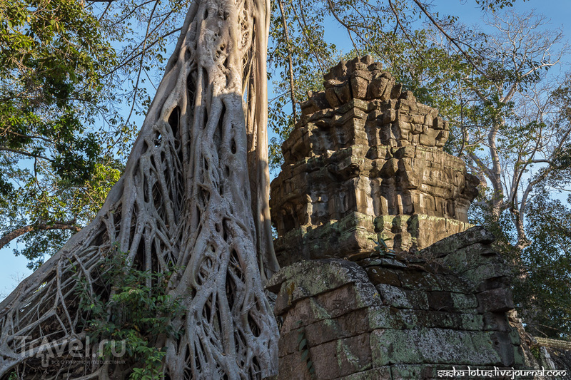 Побыть Ларой Крофт в храме Ta Prohm / Фото из Камбоджи