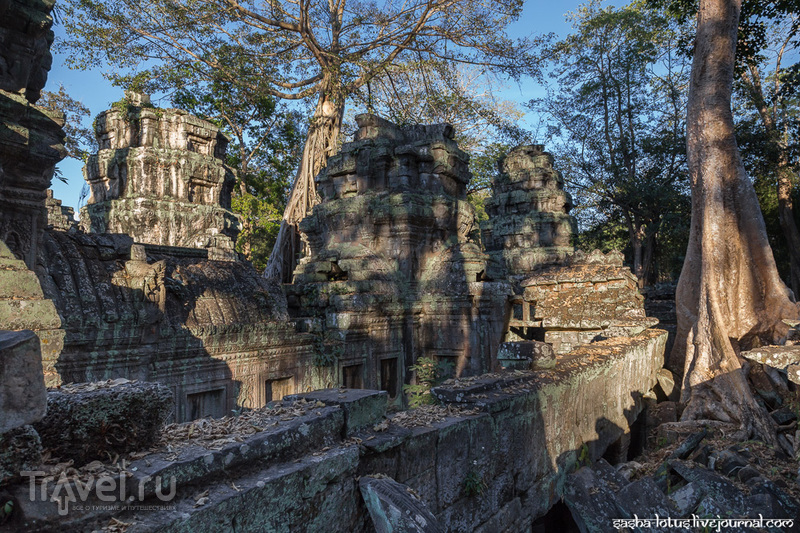 Побыть Ларой Крофт в храме Ta Prohm / Фото из Камбоджи
