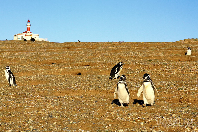 Магелланские пингвины и приключение на острове Магдалены! / Фото из Антарктики
