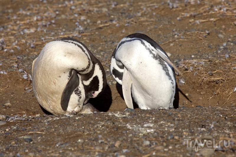 Магелланские пингвины и приключение на острове Магдалены! / Фото из Антарктики