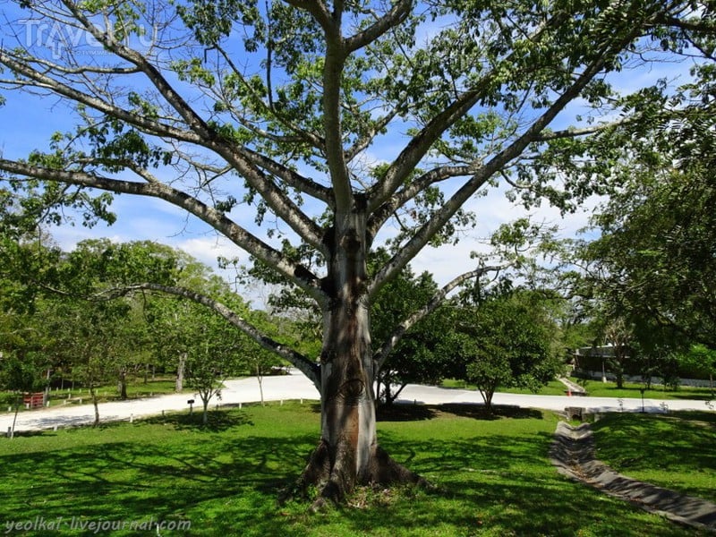 Сейба  - "мировое древо" майя / Фото из Гватемалы