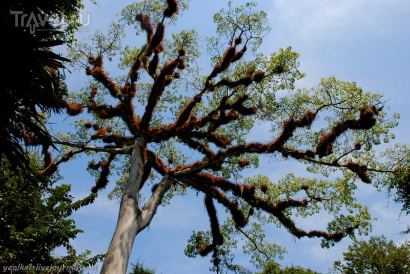 Сейба  - "мировое древо" майя / Фото из Гватемалы