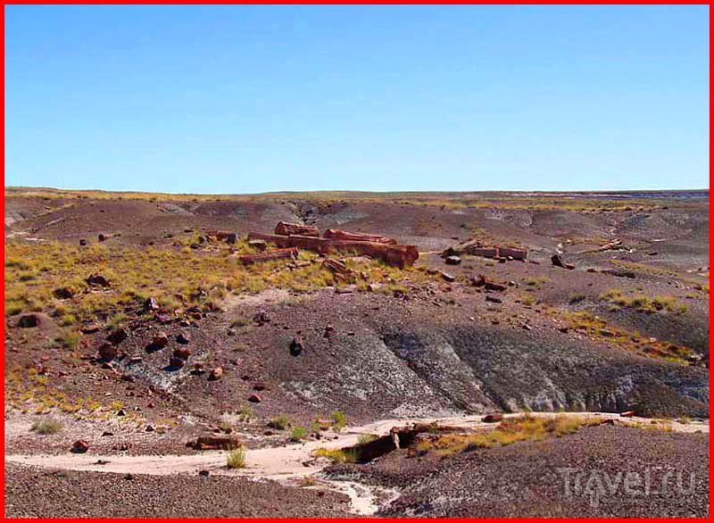 . Petrified Forest Park /   