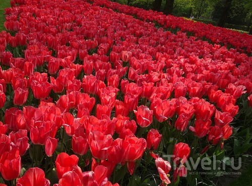 Keukenkof - цветочный рай  Кекенхоф / Нидерланды