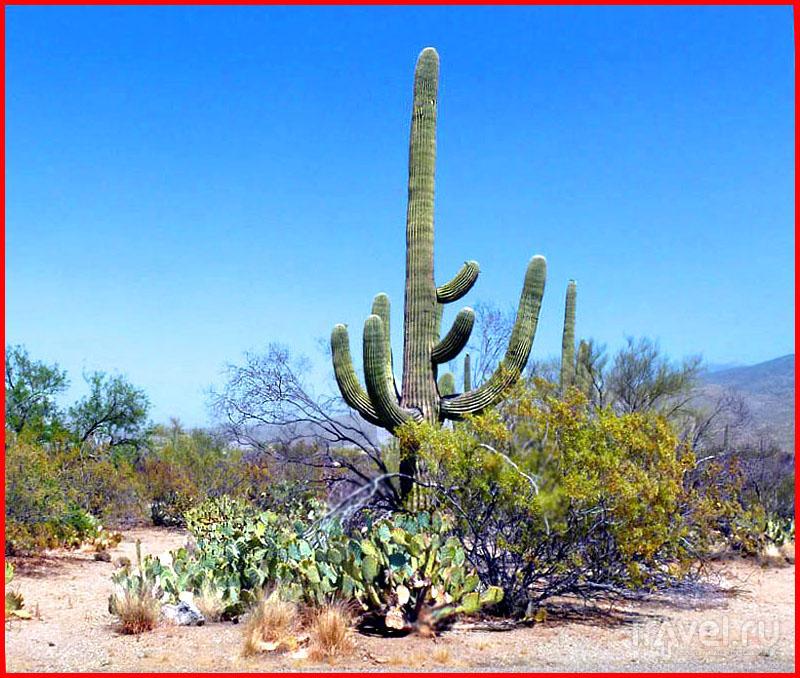 Аризона. В кактусовой стране... / Фото из США