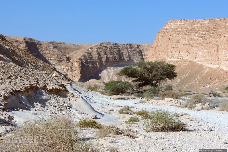 Ущелье  Барак: Здесь начинается Африка / Фото из Израиля