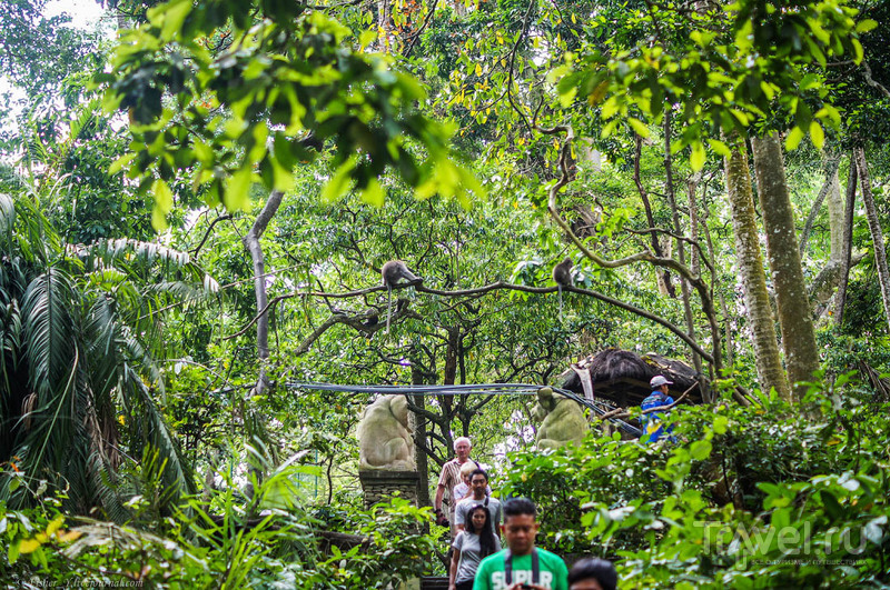 Бали. Лес обезьян / Фото из Индонезии