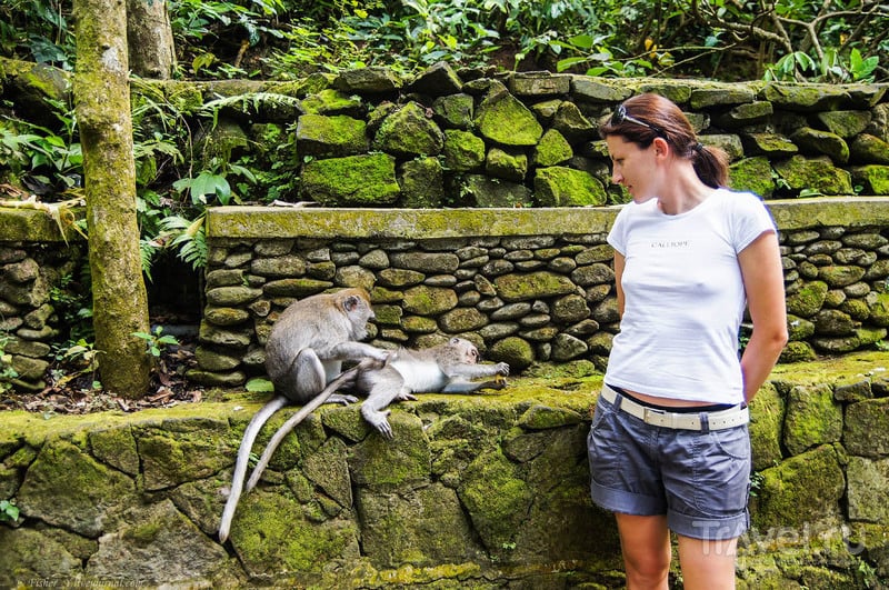 Бали. Лес обезьян / Фото из Индонезии