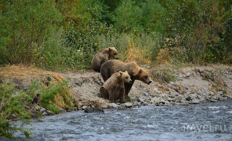 Медведи! Медведи! Медведи! / Фото из России