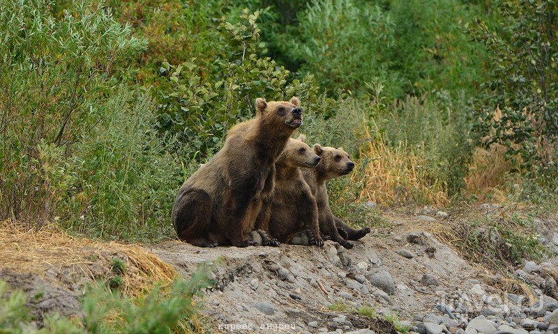 Медведи! Медведи! Медведи! / Фото из России