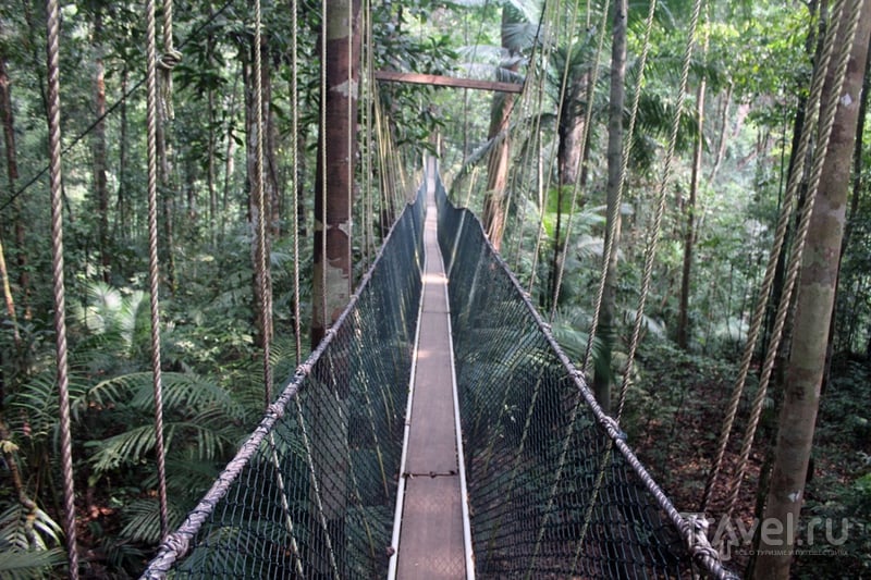 Малайзия: национальный парк Таман-Негара / Малайзия