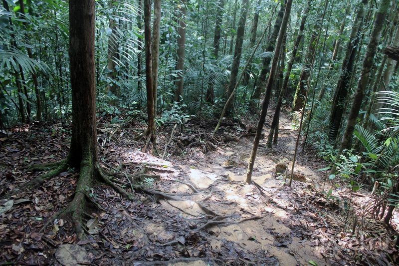 Малайзия: национальный парк Таман-Негара / Малайзия
