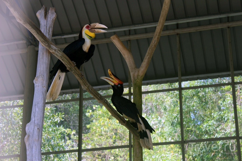 Борнео: остров Лабуан и парк птиц / Фото из Малайзии