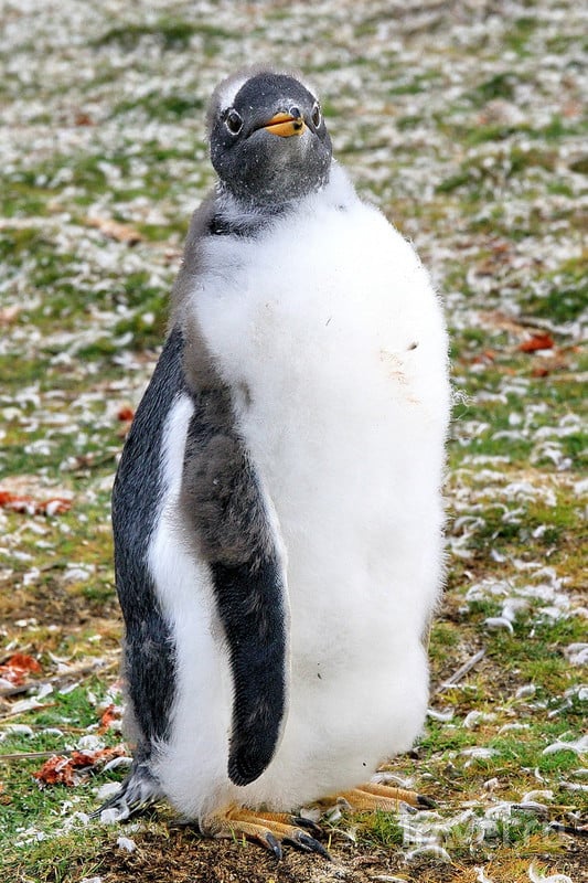 Королевские и Папуанские пингвины! / Фото из Великобритании