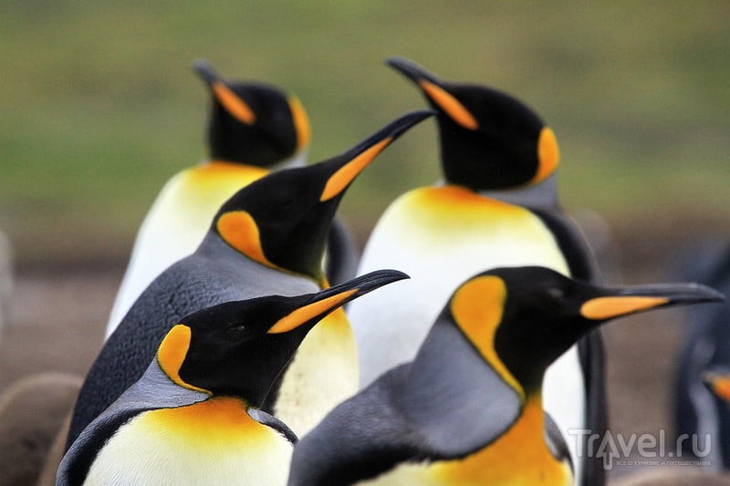 Королевские и Папуанские пингвины! / Фото из Великобритании