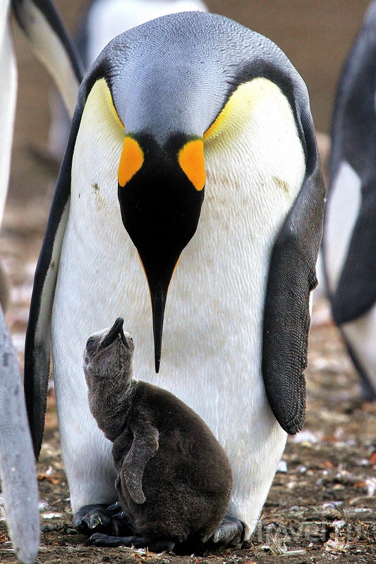 Королевские и Папуанские пингвины! / Фото из Великобритании