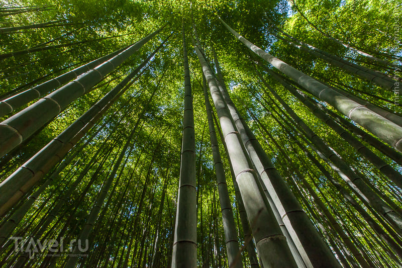 Киото. Бамбуковый лес и парк обезьян / Фото из Японии