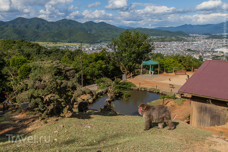 Киото. Бамбуковый лес и парк обезьян / Фото из Японии