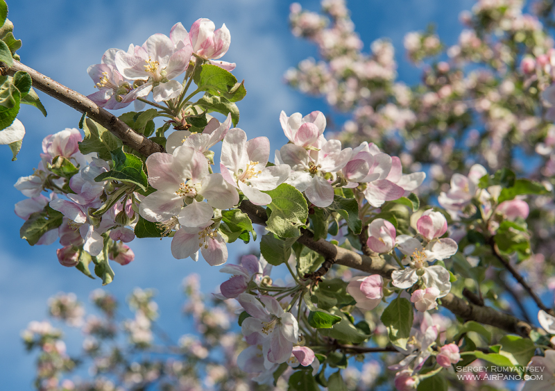 Цветение яблоневых садов / Фото из России